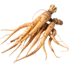 Ginseng