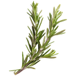 Rosemary
