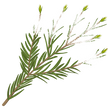 Tea Tree